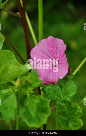 pink lavatera flowers after rain Stock Photo