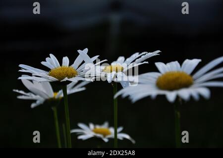 wet flowers of chamomile after rain on black background Stock Photo
