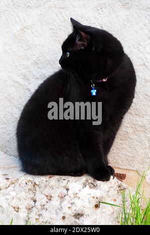 black cat with collar pendant on background of white stone wall Stock Photo