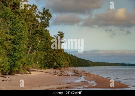 forest on the sea shore and overturned tree in the narrow part of the beach sand and the water surface calm without waves Stock Photo