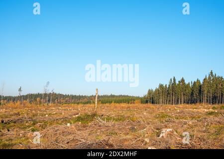 Taiga forest clear cutting area with soil mounding done for ...