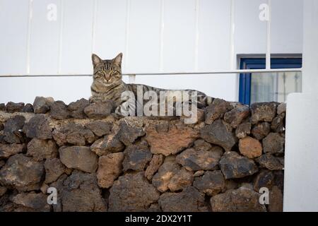 Wild cat lying on red volcanic rocks with alert look Stock Photo
