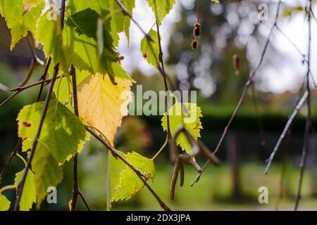 Green and yellow autumn birch leaves and catkins. Natural background. Stock Photo