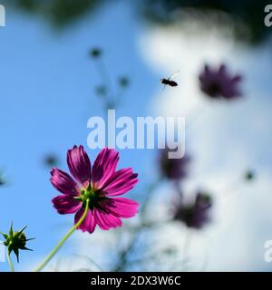 Close-up Of Honey Bee Pollinating On Pink Flower