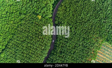 Aerial View Of The Road Through Forest In Southeast Asia.