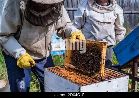 Elderly beekeepers are inspecting honeycombs. Local family apiary business. Stock Photo