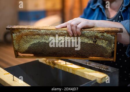 Hand using a scraper to clog honeycombs with honey in a frame. Beekeeper Unseal Honeycomb. Stock Photo