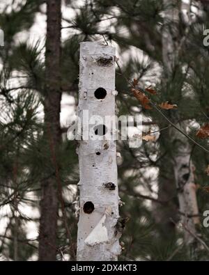 Birch dead tree with hollow naturally formed holes in the forest with a blur pine tree background  Image. Picture. Portrait. Stock Photo