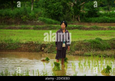 A worker stands in a paddy while planting rice in Nakhon Nayok, Thailand. Photo by Lee Craker/ABACAPRESS.COM Stock Photo