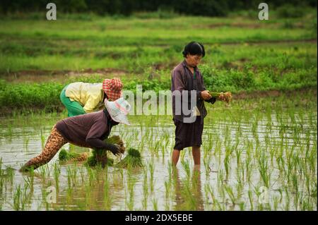 Women working the fields during rice planting season in Nakhon Nayok, Thailand. Photo by Lee Craker/ABACAPRESS.COM Stock Photo