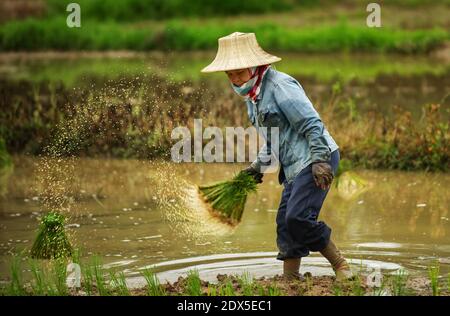 A worker shakes the excess water off young rice plants before planting in Nakhon Nayok, Thailand Photo by Lee Craker/ABACAPRESS.COM Stock Photo