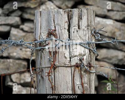 Weathered silver timber fencepost with a tangle of rusty old barbed wire and fresh galvanised replacements stapled into the wood Cumbria, England,UK Stock Photo