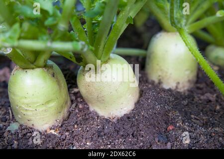 Daikon (mooli) radish, mooli kumbong. Also known as white radishes or chinese radish. Root vegetables growing in a UK garden Stock Photo