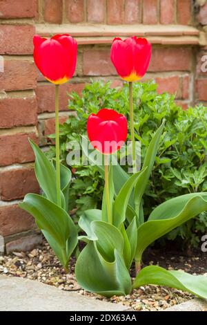 Red tulips growing in a garden flowerbed, red flowers close up, UK Stock Photo