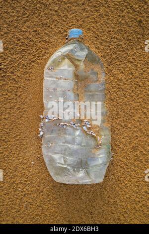 Plastic bottle with barnacles on the beach, plastic pollution Stock Photo