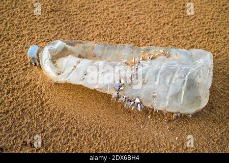 Plastic bottle with barnacles on the beach, plastic pollution Stock Photo
