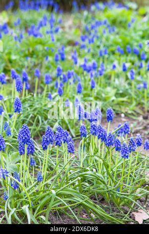 Clumps of blue muscari armeniacum flowers (armenian grape hyacinths) in a garden flowerbed, UK Stock Photo