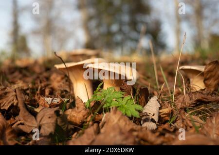 Wild mushrooms on the forest floor in the Swiss Jura montains Stock Photo