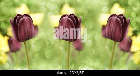 Wide background with dark brown tulips. Spring flowers for your banner in floral style