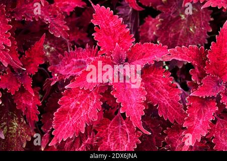 Red coleus plant leaves Stock Photo