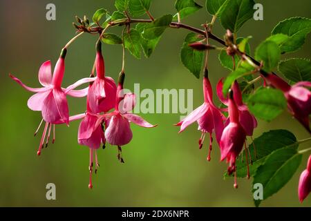Beauty pink flowers hanging on a twig, blurred background fuchsias Stock Photo