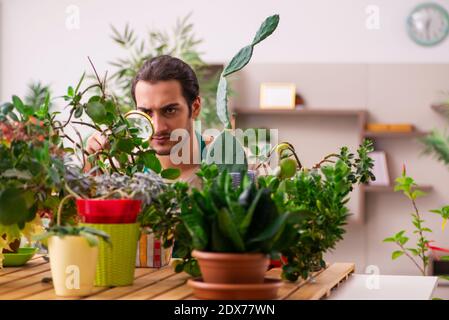 Young gardener with plants indoors Stock Photo