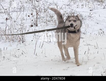 Gray dog with bulging blue eyes indulges and gnaws at the leash Stock Photo