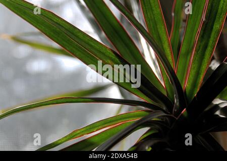 Close up view of the house plant dracaena marginata Stock Photo