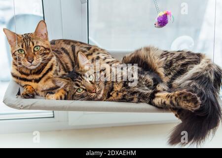 Two cute bengal kittens gold and chorocoal color laying on the cat's window bed and relaxing. Sunny seat for cat on the window. Stock Photo