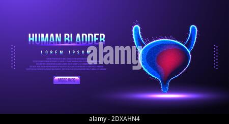 human bladder low poly wireframe vector illustration Stock Vector