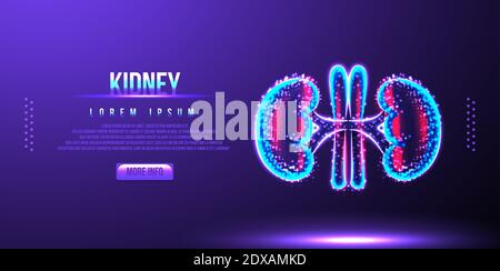 kidney, human anatomy, low poly wireframe vector illustration Stock Vector