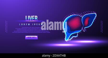 human liver low poly wireframe vector illustration Stock Vector