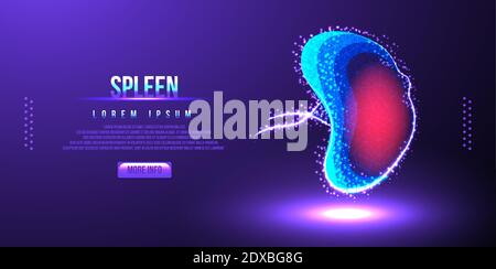 human spleen low poly wireframe vector illustration Stock Vector