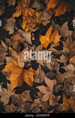 Orange maple leaves fallen on footpath during autumn Stock Photo