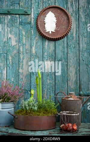 Plants growing in metal pots in front of old wooden wall with peeling off paint Stock Photo