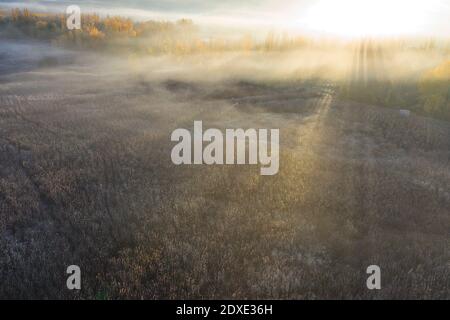 Spain, Cuenca, Wicker cultivation in Canamares in autumn Stock Photo