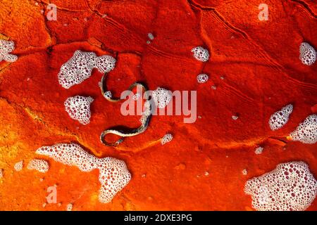 Snake of red cracked riverbed Stock Photo