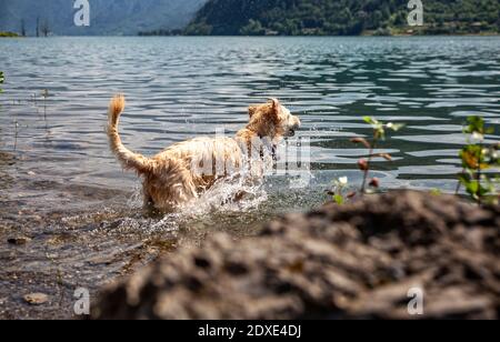 Golden Retriever splashing water while standing on lake Idro during sunny day Stock Photo