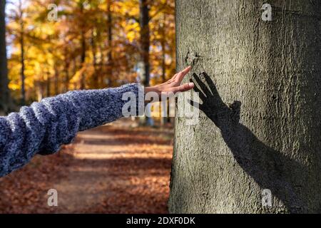 Woman hand reaching to touch tree in Cannock Chase forest Stock Photo