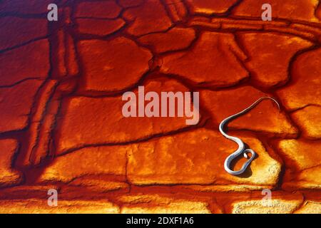 Snake of red cracked riverbed Stock Photo