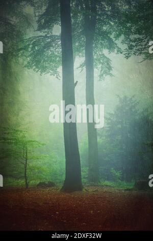 Wald im Morgennebel mit Silhouette eines Spechts, Wuppertal, Deutschland Stock Photo