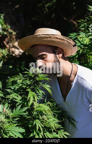 Young male farmer smelling marijuana plant on sunny day Stock Photo
