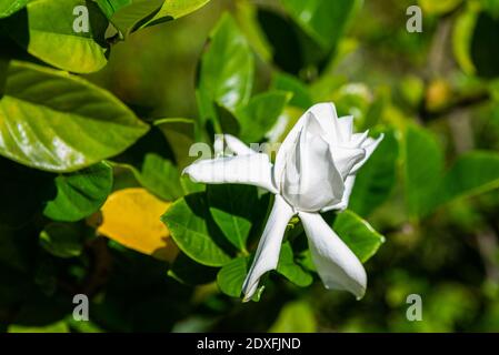 Cape Jasmine,Gardenia jasminoides J. Ellis Rubiaceae family Stock Photo