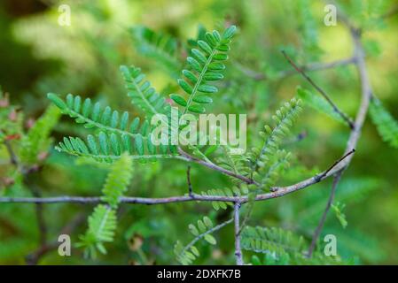 Sappan tree or Caesalpinia sappan Linn like as Acacia. Stock Photo