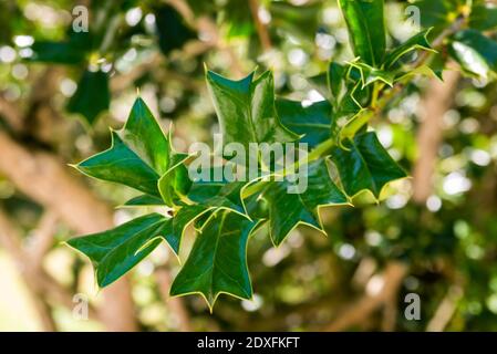 Ilex cornuta or horned holly plant in garden. Stock Photo