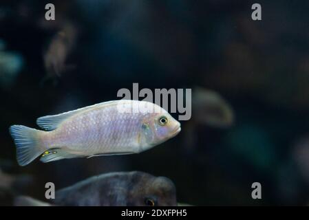 Lombardoi mbuna or Kenyi Cichlid or Maylandia lombardoi or Maylandia greshakei. Stock Photo