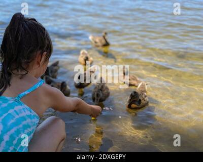 Girl is feeding ducks on the shore of Lake Maggiore Stock Photo - Alamy