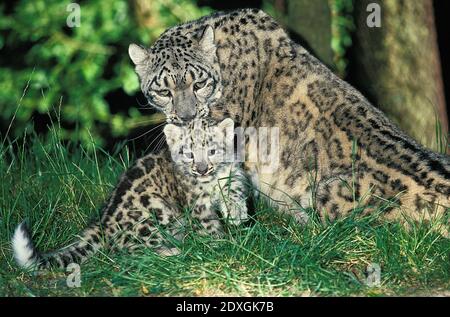 Snow Leopard or Ounce, uncia uncia, Mother and Cub Stock Photo