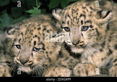 Snow Leopard or Ounce, uncia uncia, Cub Stock Photo