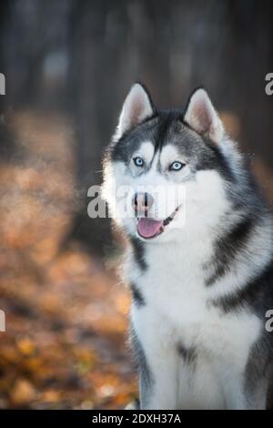 large siberian dog